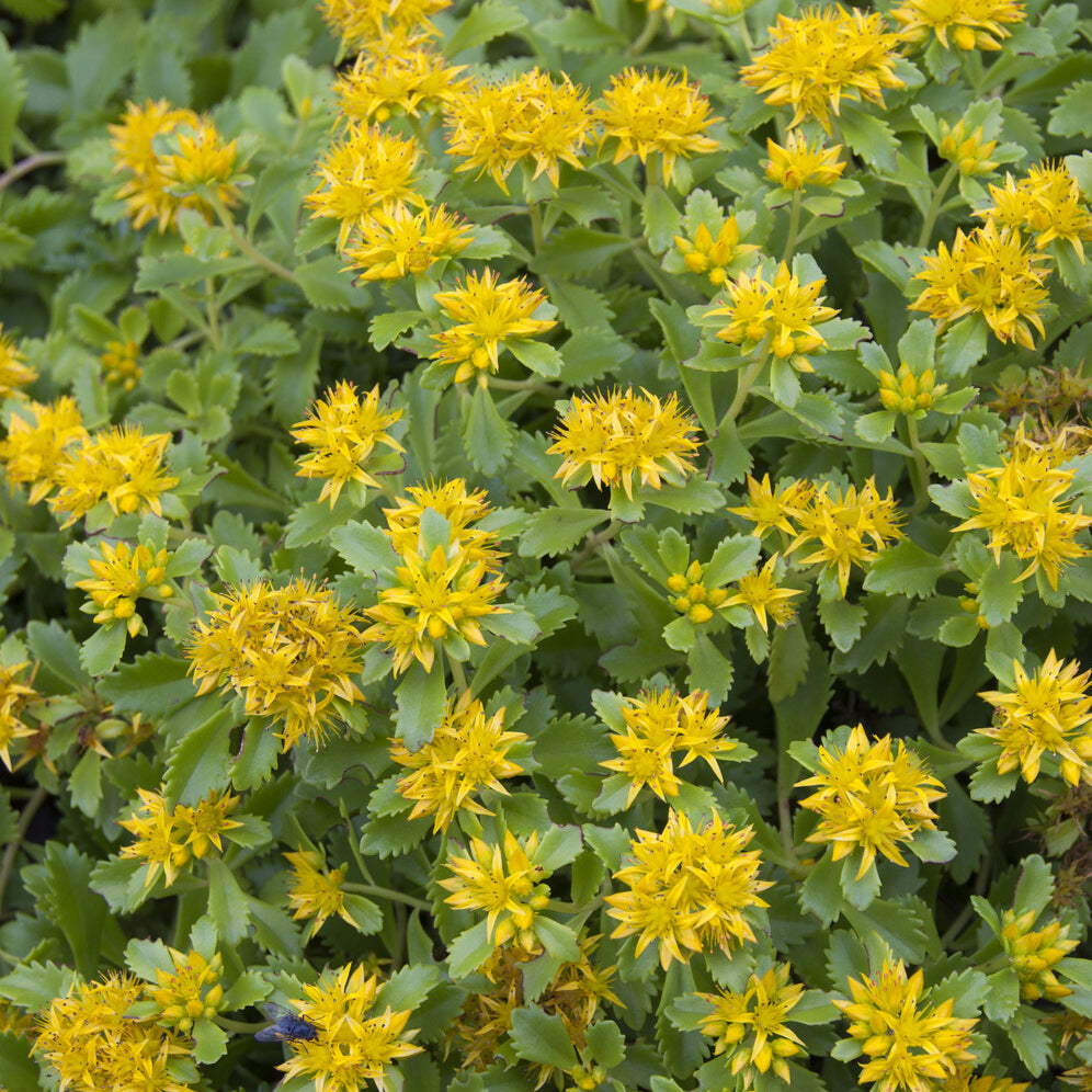 Bakker Sedum Kamtschaticum pot 9cm jaune