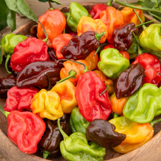 Bakker Potager Piment Habanero graines sachet 10 fort fruité