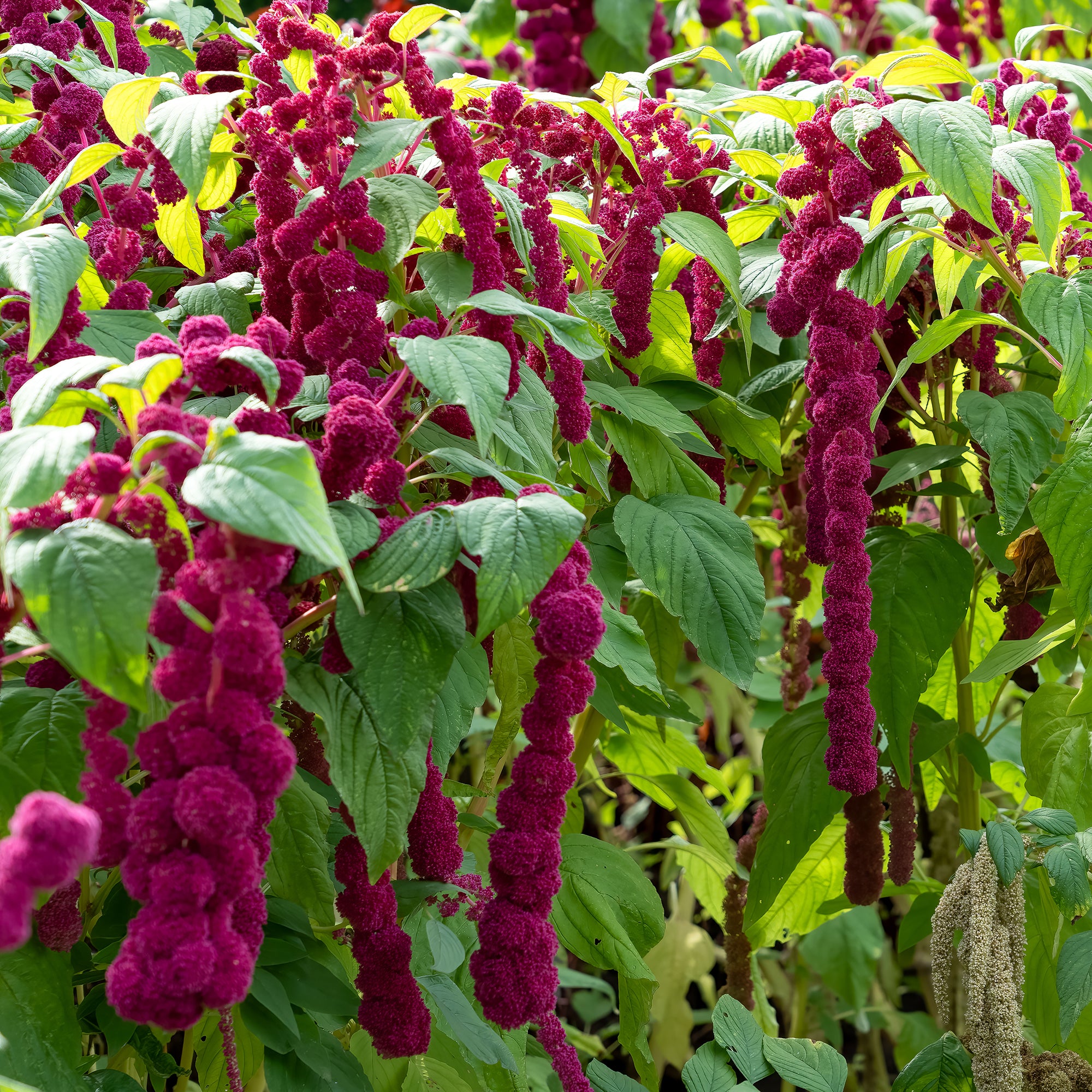 Bakker Amarante Dreadlocks graines sachet fuchsia comestible
