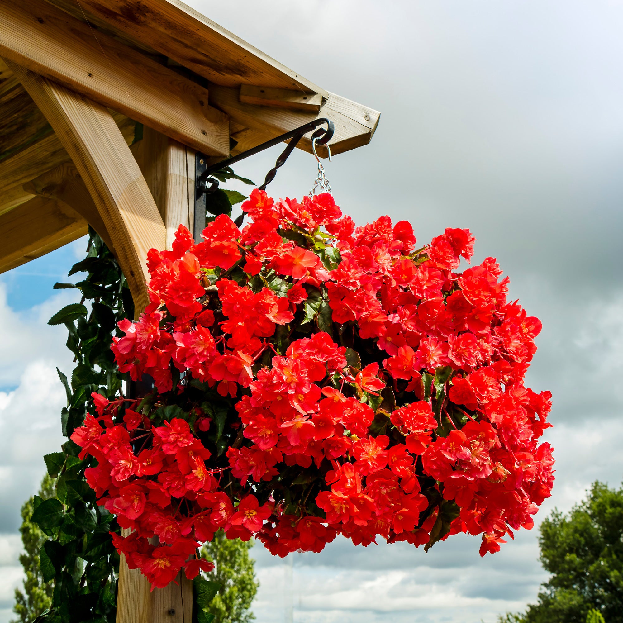 Bakker Bégonia retombant rouge pot 10,5cm mi-ombre