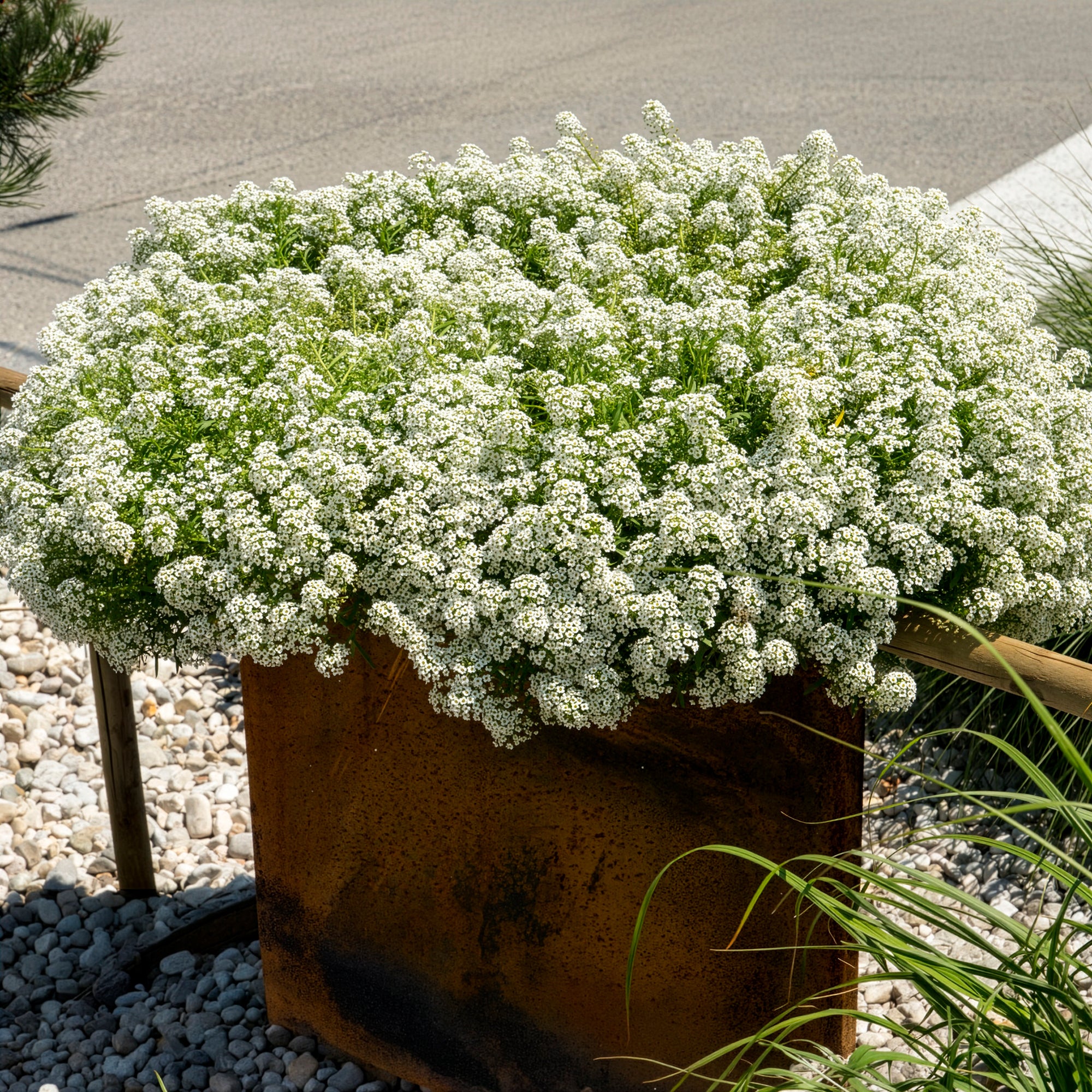 Bakker Alysse odorant plante terrasse pot Ø 10,5 cm fleur blanche