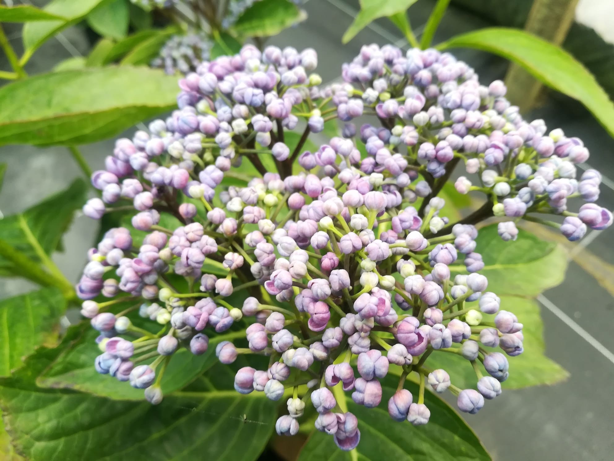Etanin Hydrangea macrophylla hortensia fleurs plates