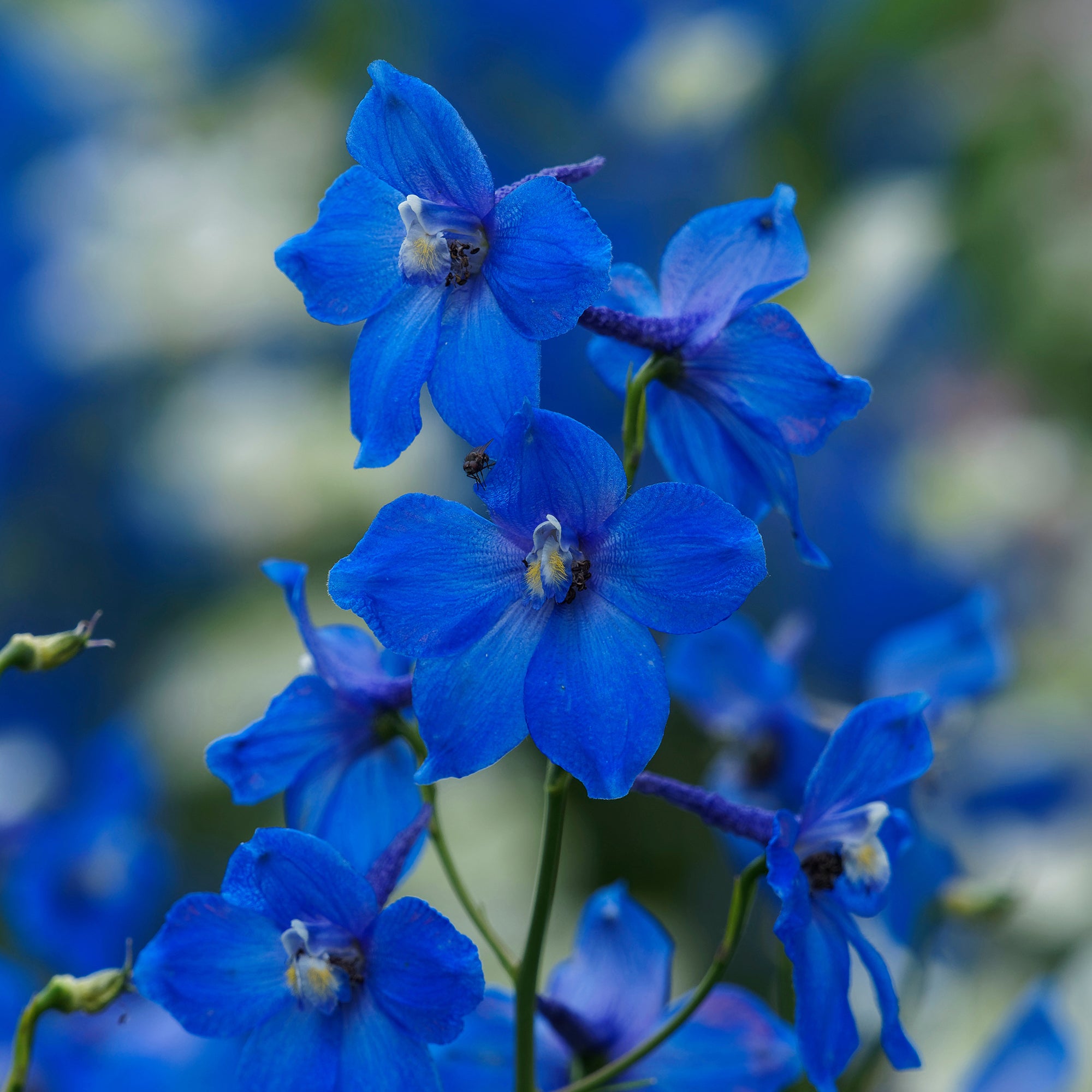 Bakker Delphinium belladones Bellamosum vivace bleue pot 9cm