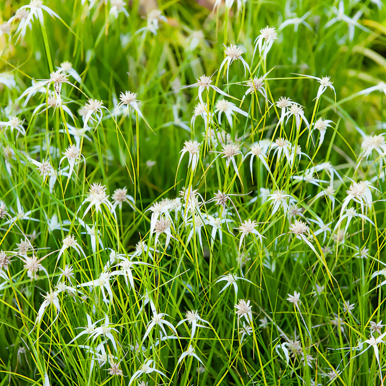 Bakker Herbe étoilée plante de bassin pot 9cm blanche