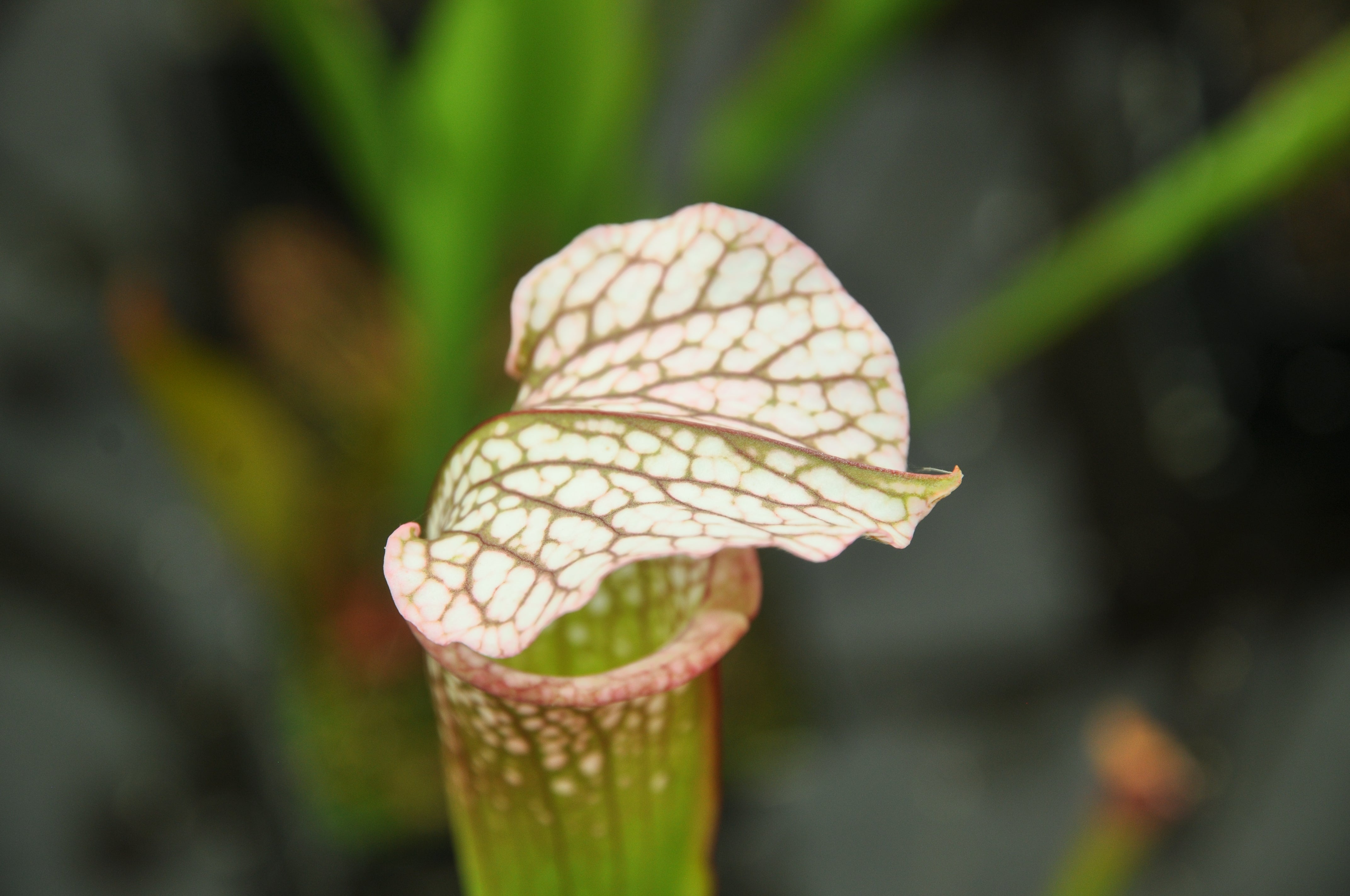 Carniflore Sarracenia Diane Whittaker plante 1 point