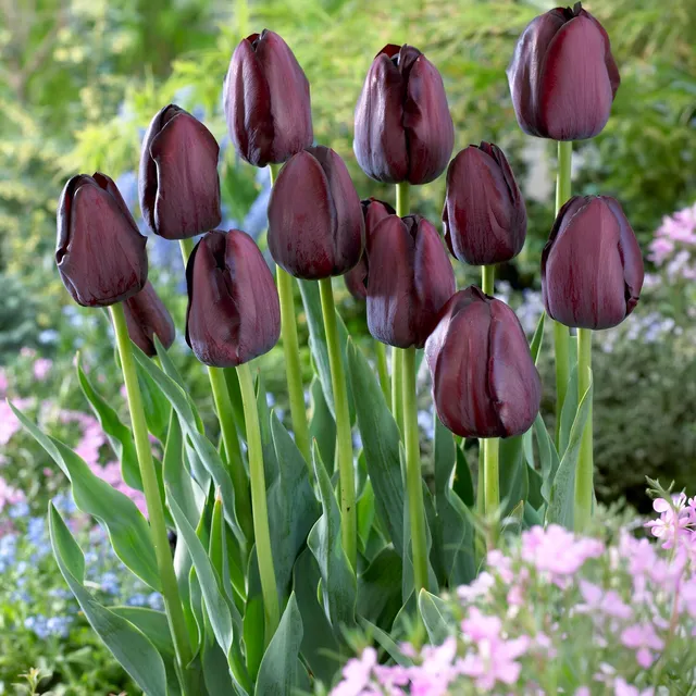 Bakker Bulbes à fleurs Queen of Night tulipes sachet de 7 noire
