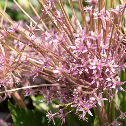 Bakker Bulbes à fleurs 5 Alliums Schubertii bulbe rose