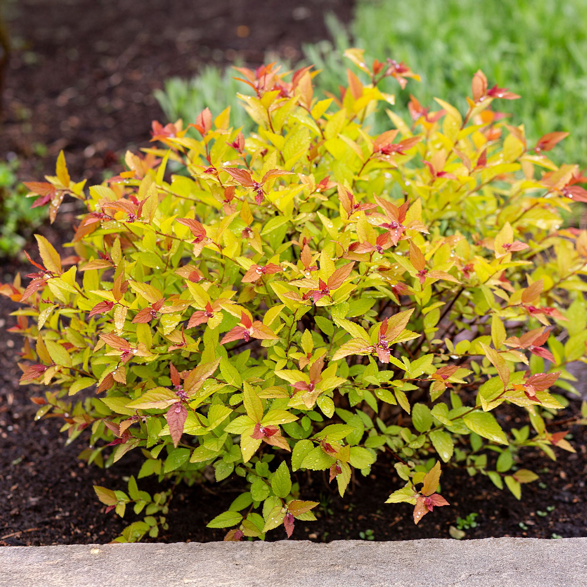 Bakker Goldflame spirée arbuste pot 1,5L doré 20-30cm