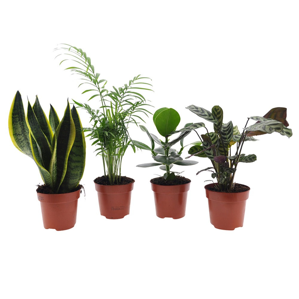 Bakker Collection 4 Plantes Intérieur pot 12cm faciles