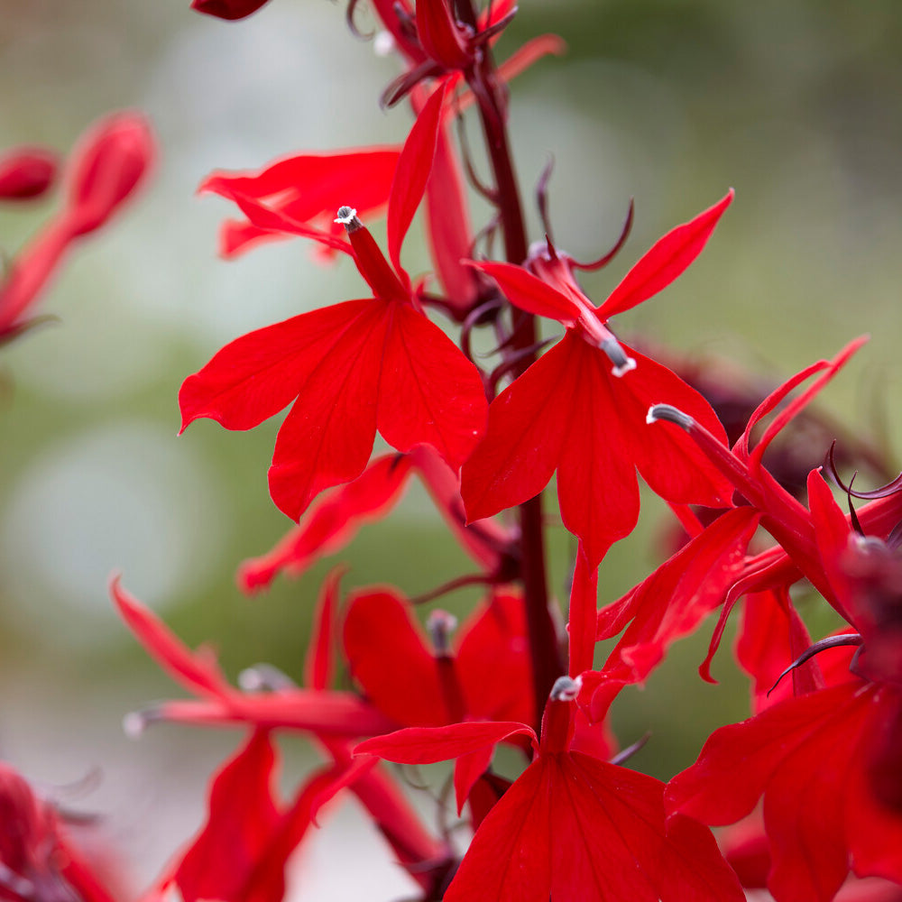 Bakker Plantes vivaces Lobelia Queen Victoria vivace pot 9cm rouge