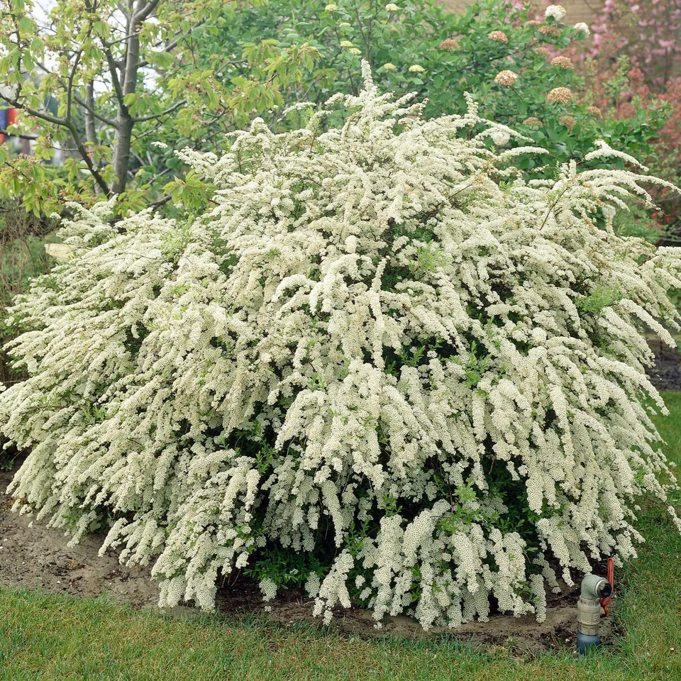 Bakker Spirée de Vanhoutte arbuste pot 1,5L 30-40cm fleurs blanches