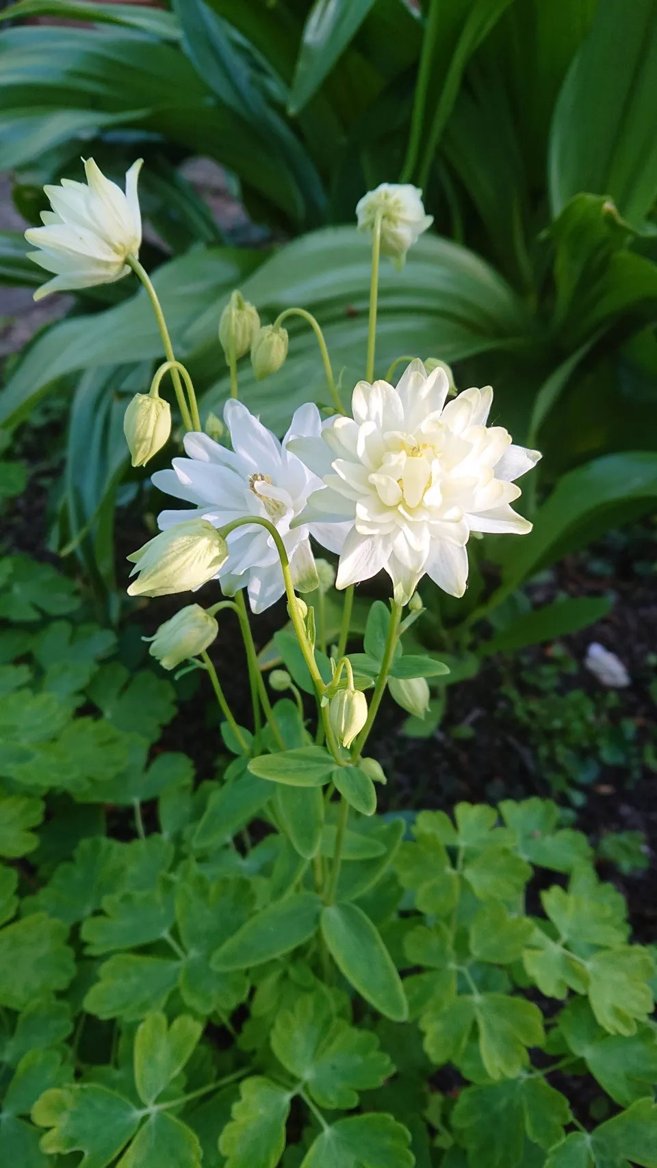 Passion Vivaces Aquilegia Clémentine Blanc ancolie godet double
