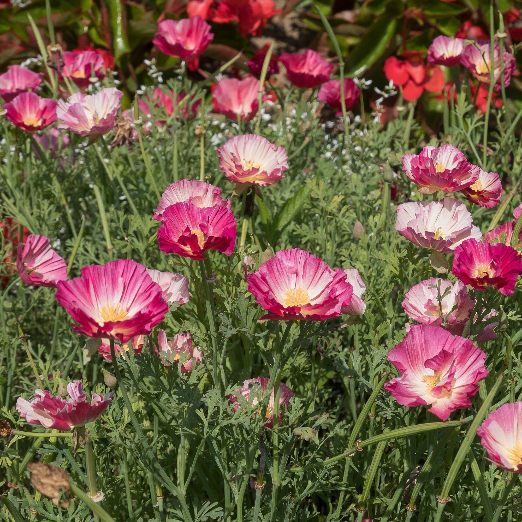 Bakker Pavot Californie Appleblossom graines 0,2g rose double