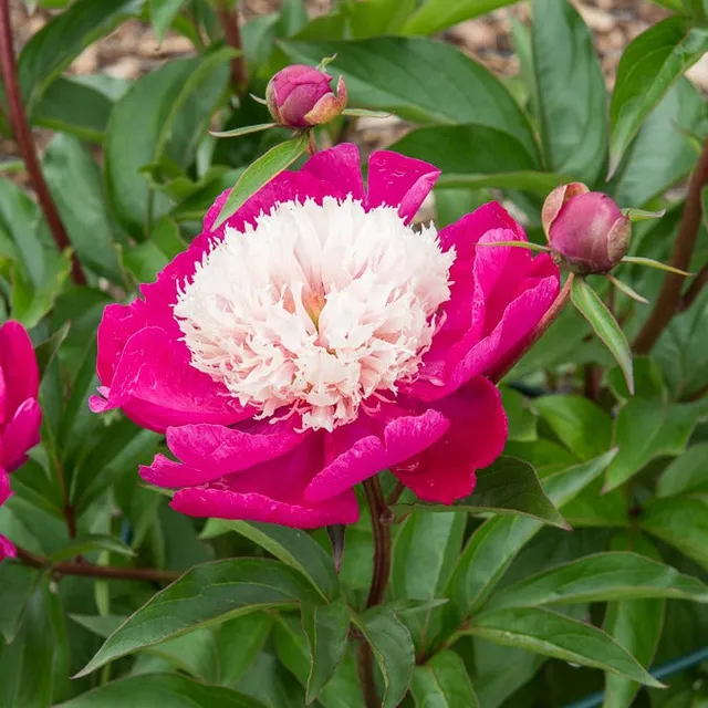 Bakker Pivoine White Cap Racine Nue 2-3 Yeux Fuchsia