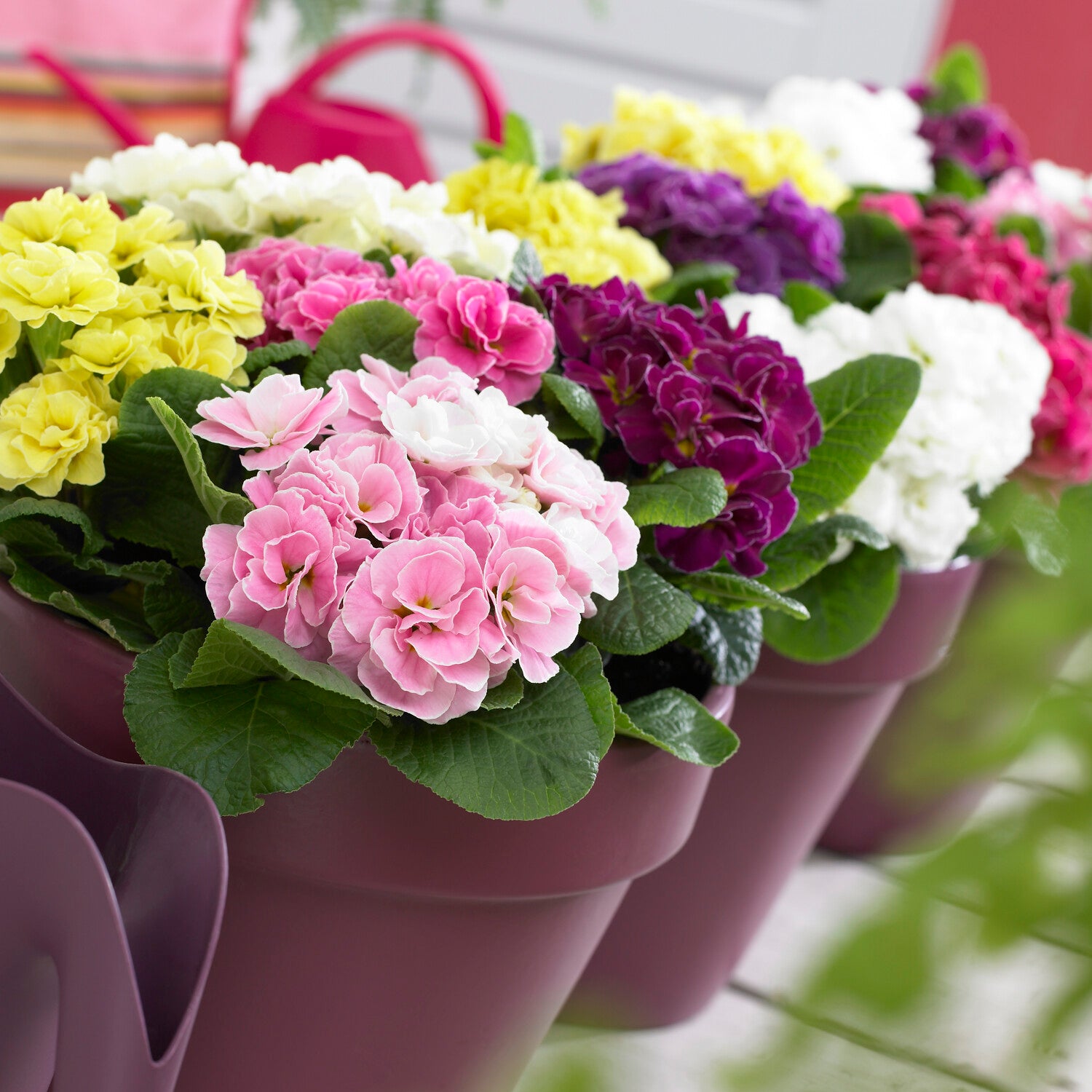 Bakker Primevères Double Princess vivace 3 pots mélange
