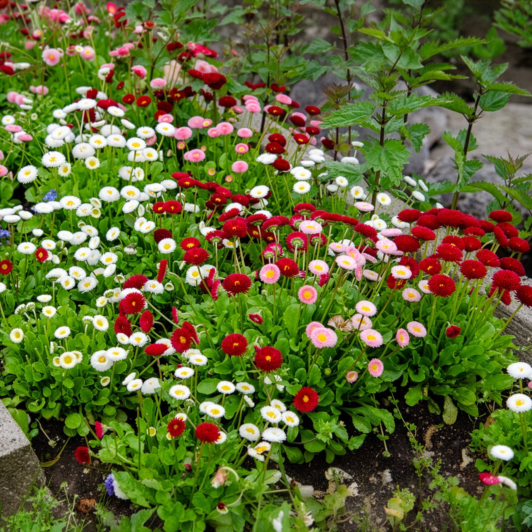 Bakker Pâquerettes en mélange plante vivace 2 pots Ø 9cm multicolore