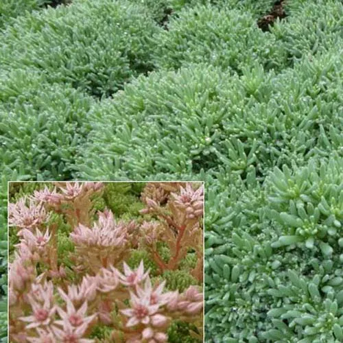 Bakker Sedum Espagne vivace 3 pots 9cm couvre-sol rose