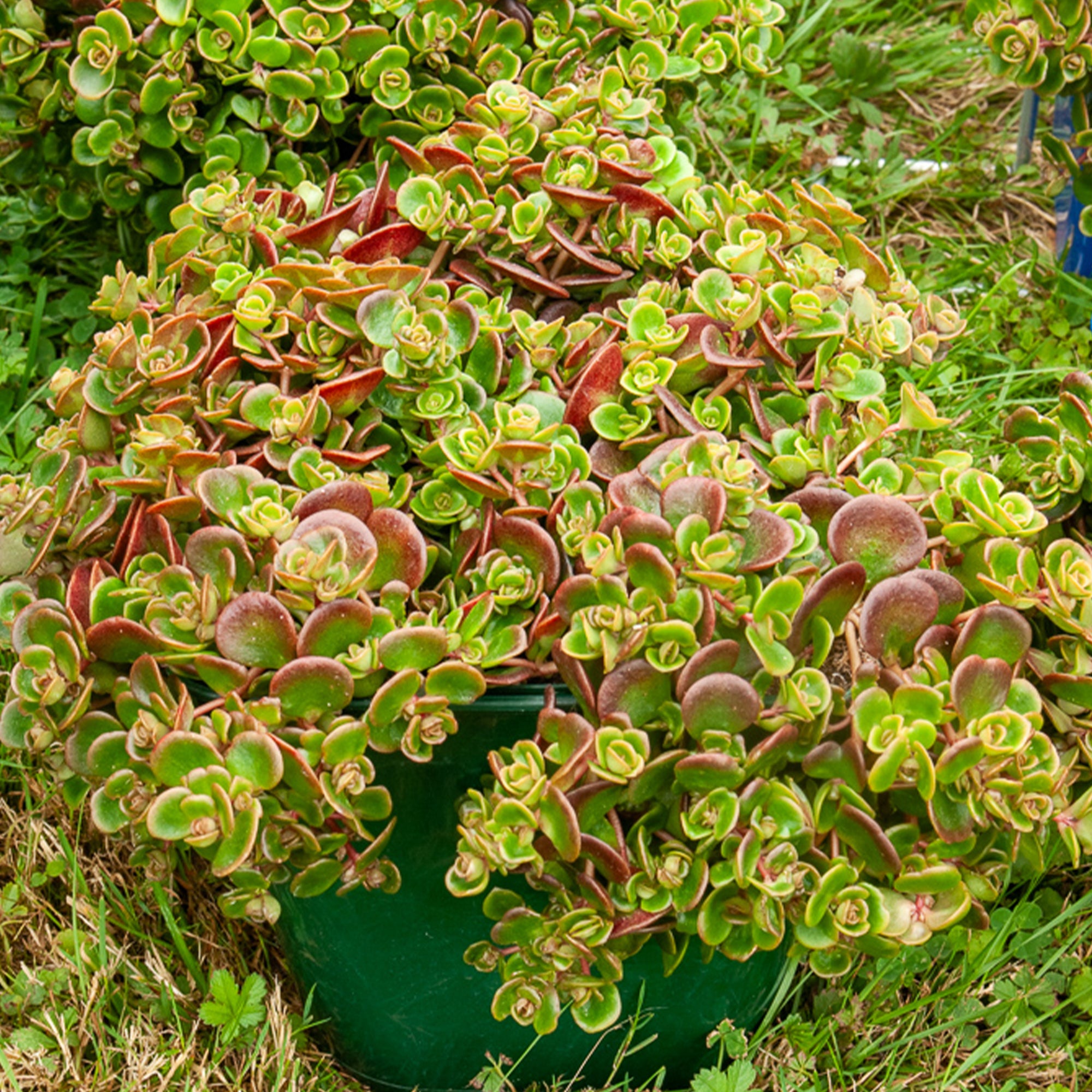 Bakker Coral Reef sedum pot Ø9cm feuillage rouge