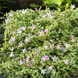 Bakker Mouron délicat Anagallis plante de bassin pot Ø 11cm rose