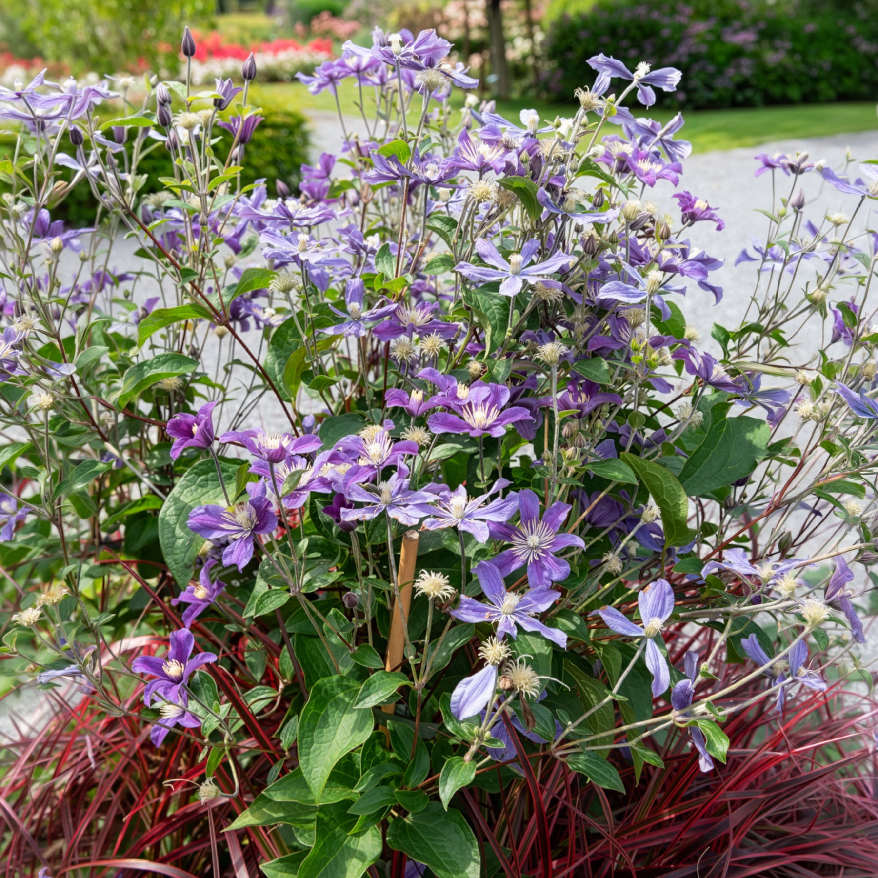Bakker Clématite Arabella grimpante pot 2L 40-50 cm violette
