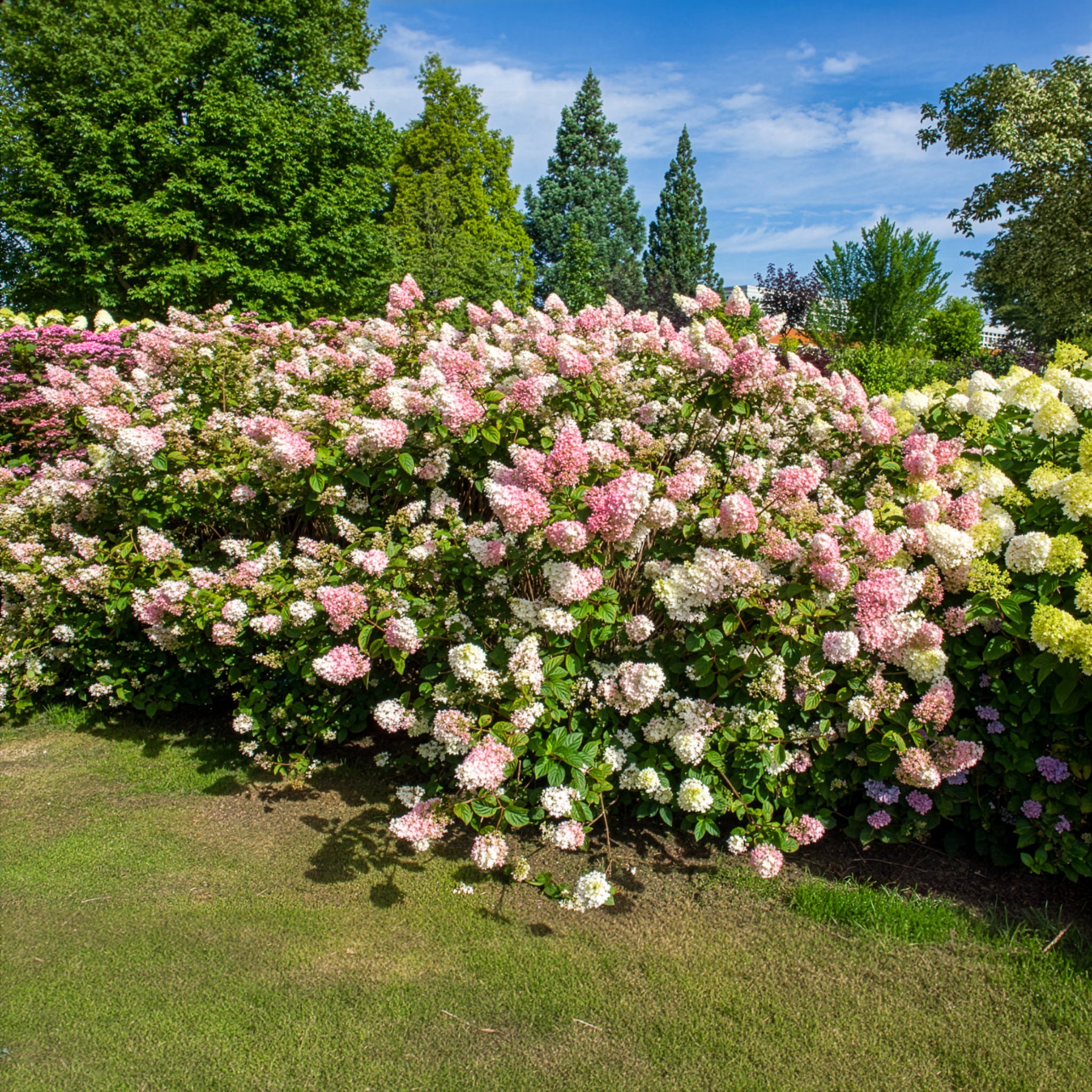 Bakker Sundae Fraise Rensun hortensia paniculé pot 3L rose