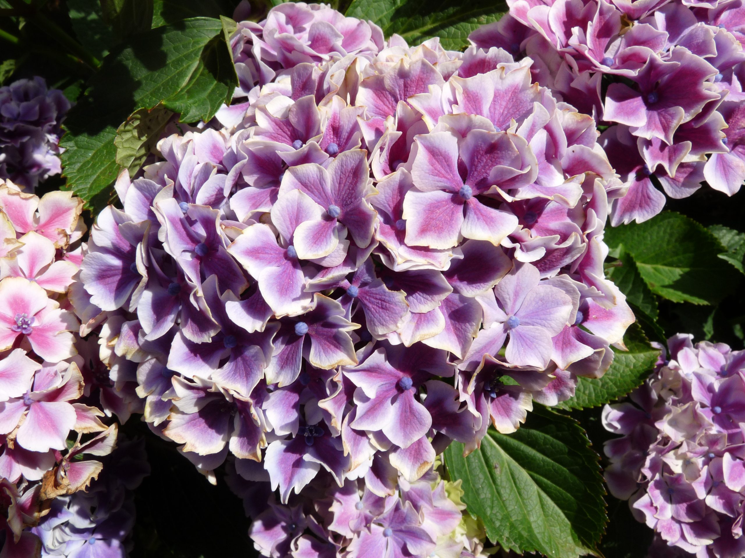 Les Hortensias du Haut Bois Lady Fujiyo hortensia fleurs rondes rose