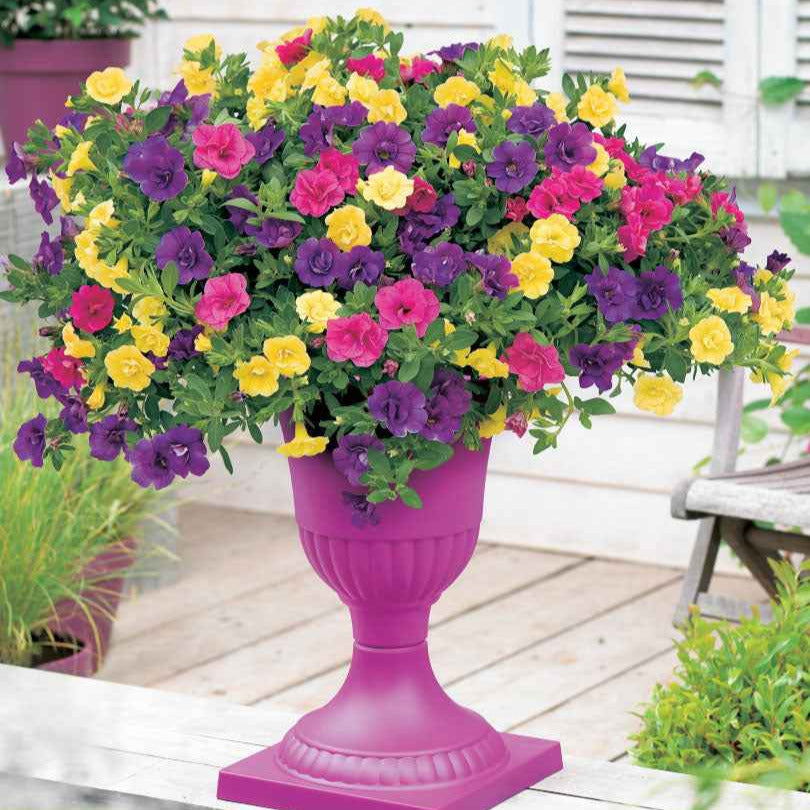 Bakker Calibrachoa mini pétunia 3 pots Ø10,5cm mélange