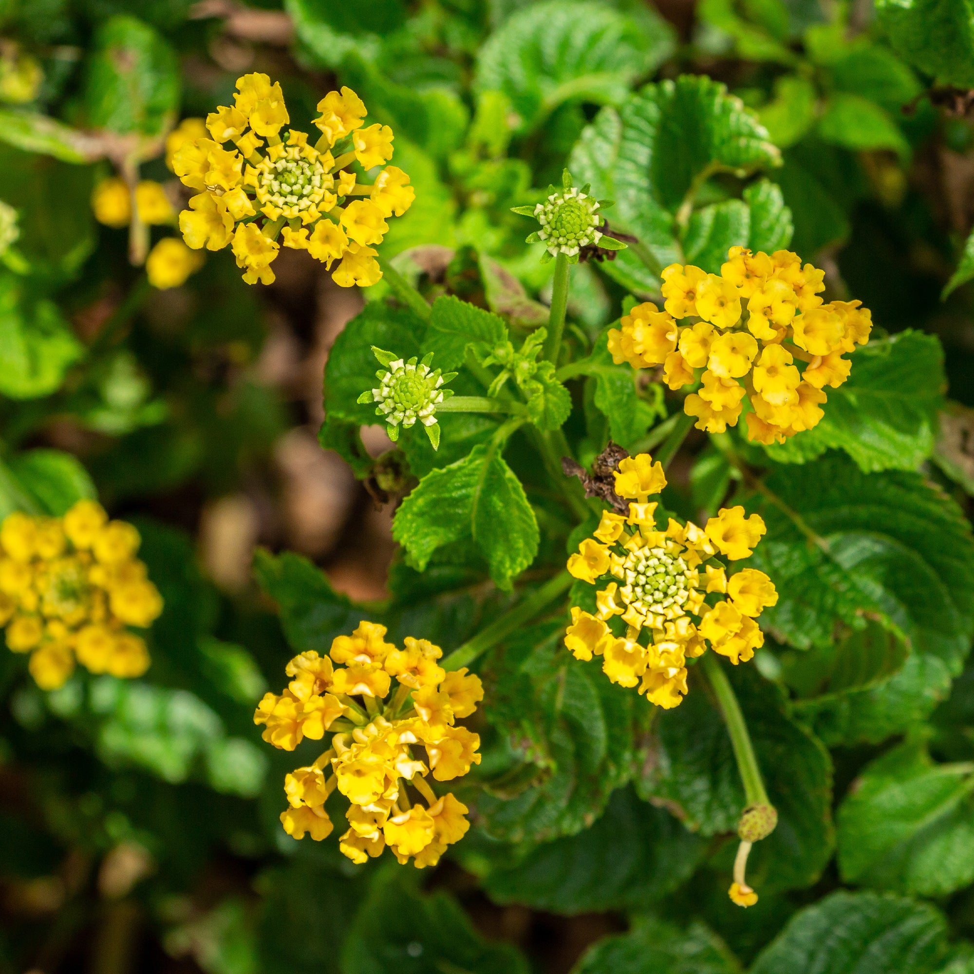 Bakker Lantana jaune plante terrasse pot Ø10,5 cm soleil