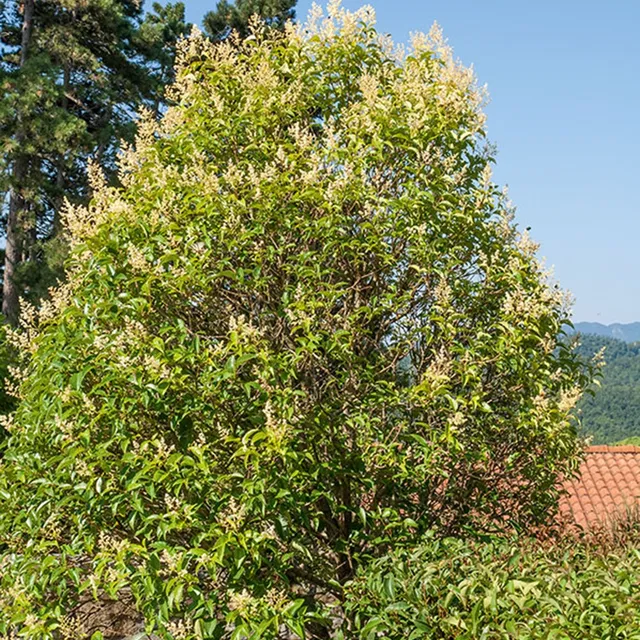 Bakker Troène commun Ligustrum arbuste haie pot 2,5L