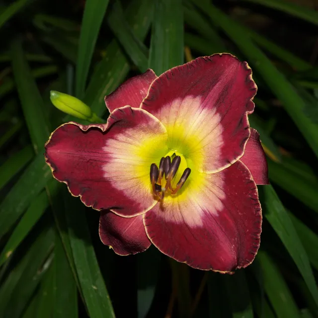 Passion Vivaces Hemerocallis ‘Court Magician’ hémérocalle 1 L