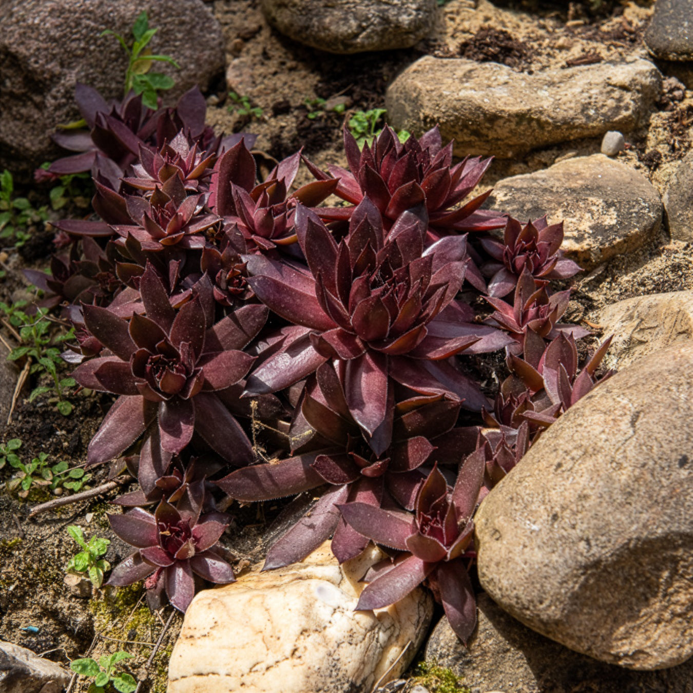Bakker Joubarbe Chocolate Kiss succulente pot Ø 9 cm soleil