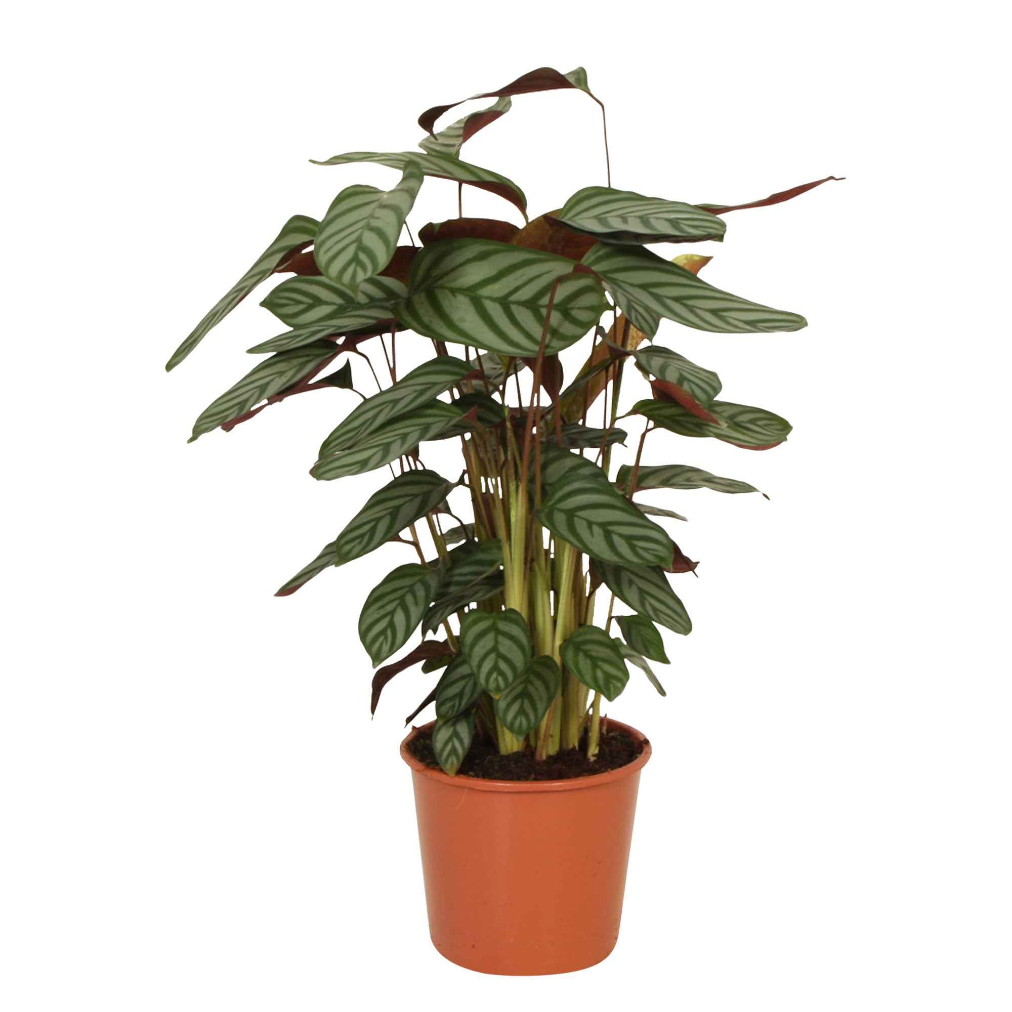 Bakker Compact Star calathea intérieur pot 17cm 70-80cm