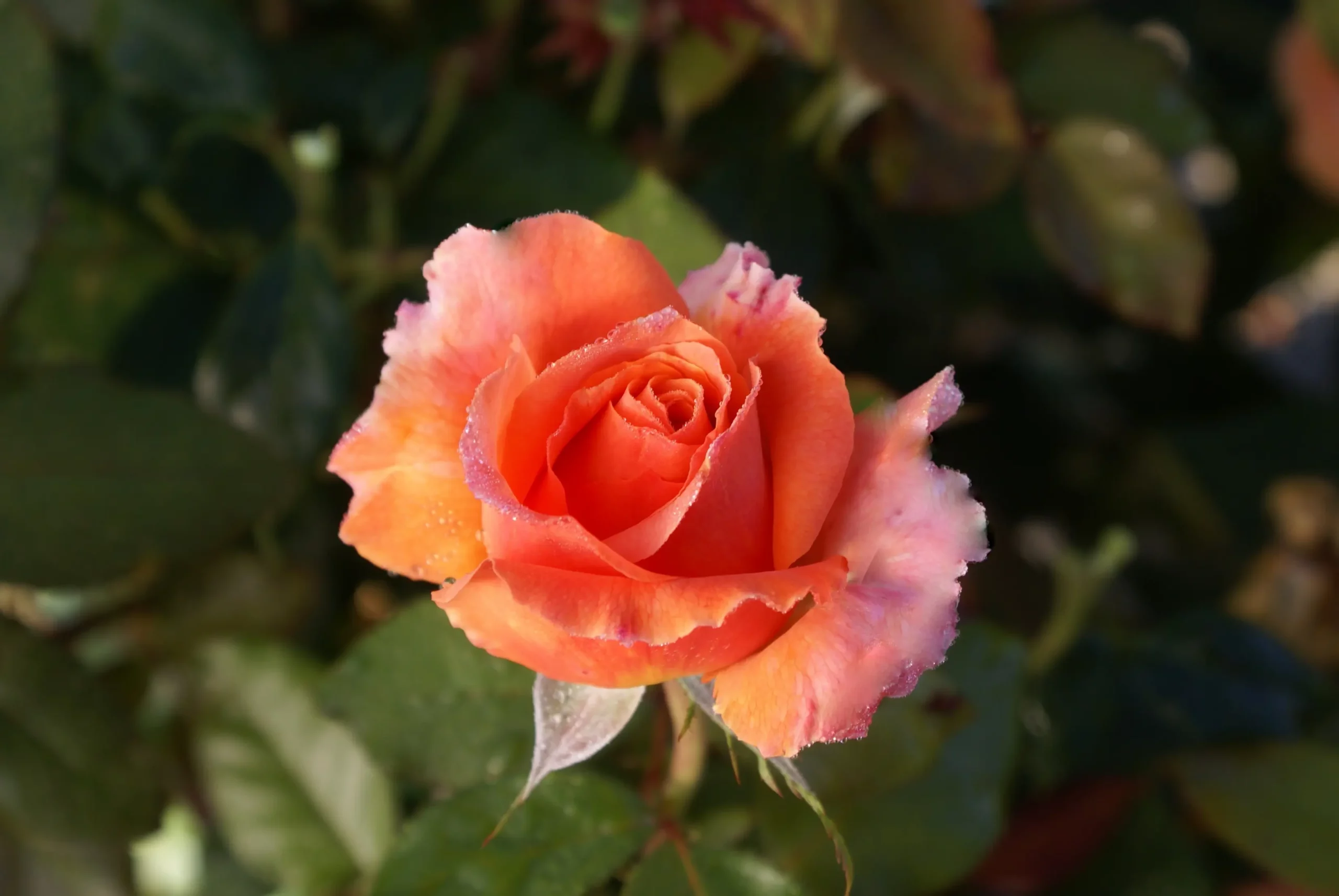 Michel Adam Adatzarine rosier buisson godet orange mandarine