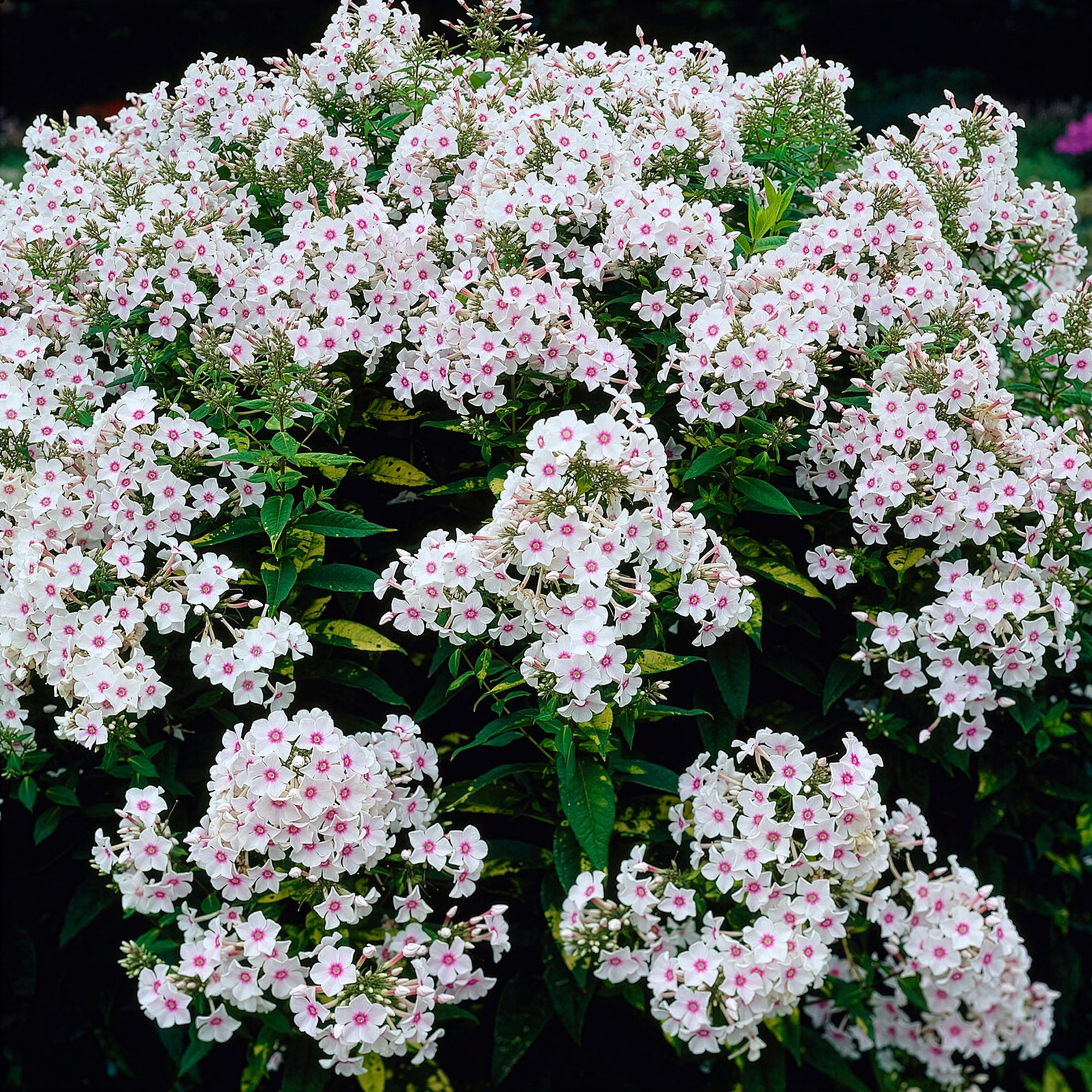 Bakker Phlox Miss Holland paniculata pot 11cm blanc