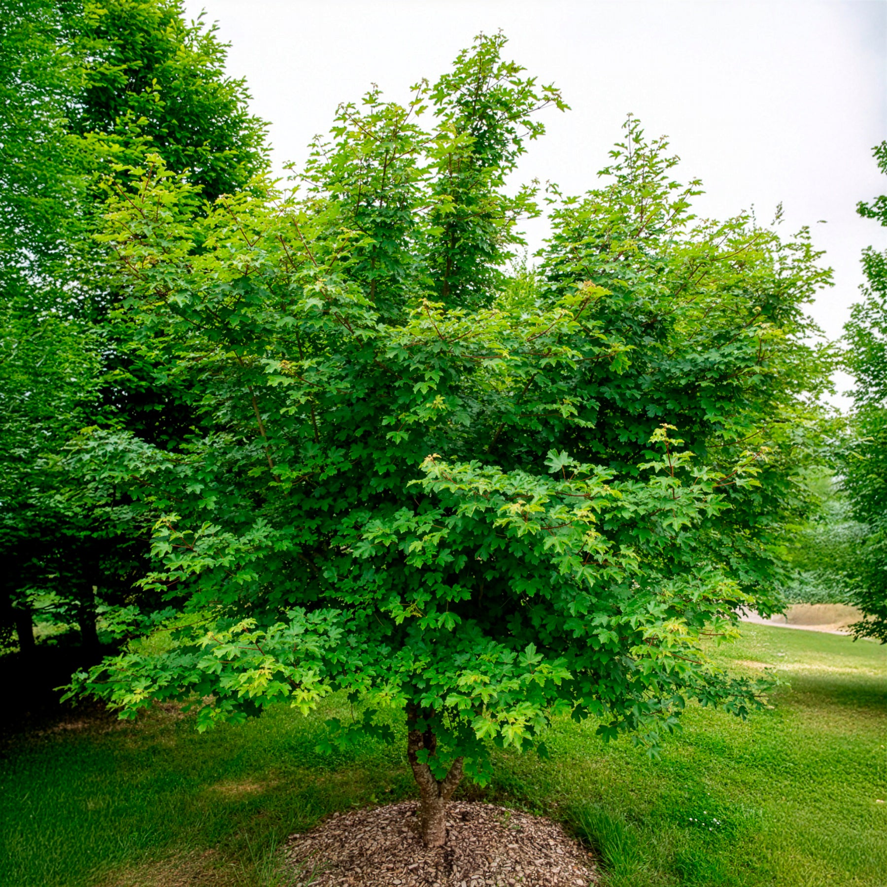Bakker Acer campestre haie érable pot 2L 80-100cm rustique