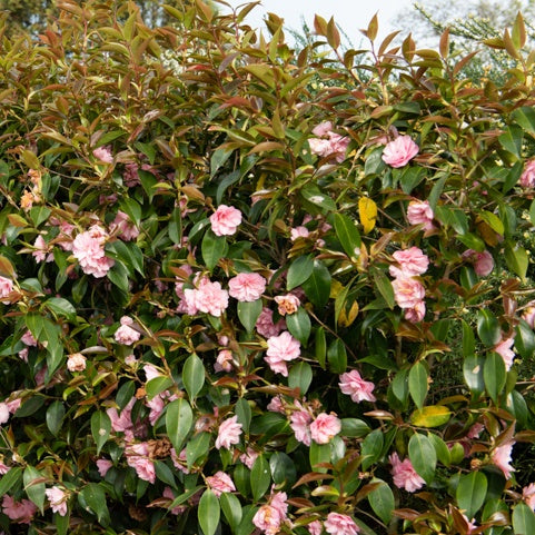 Bakker Camellia Spring Festival rose arbuste pot 1,5L rose