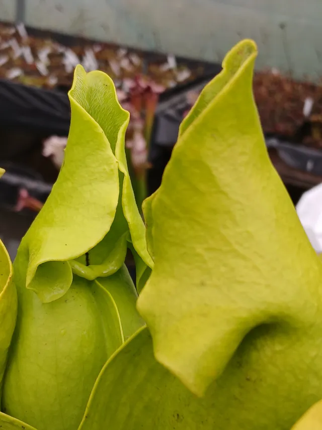 Carniflore Sarracenia purpurea venosa pallidiflora plante 1 point verte