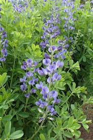 Passion Vivaces BAPTISIA australis plante vivace pot 1L épi bleu