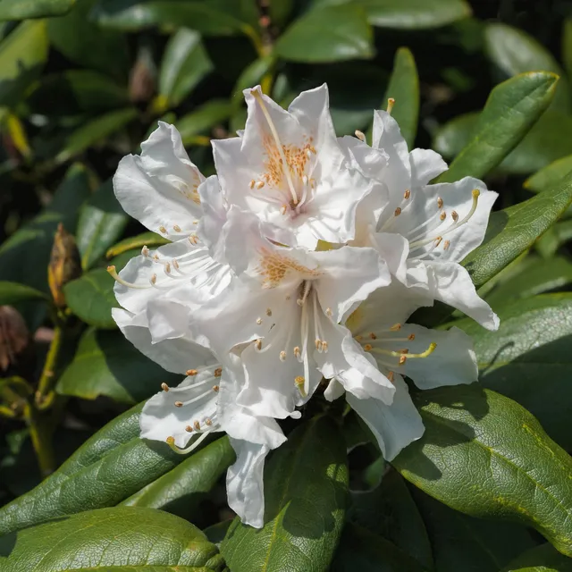 Bakker Rhododendron Cunningham's White blanc pot 3L