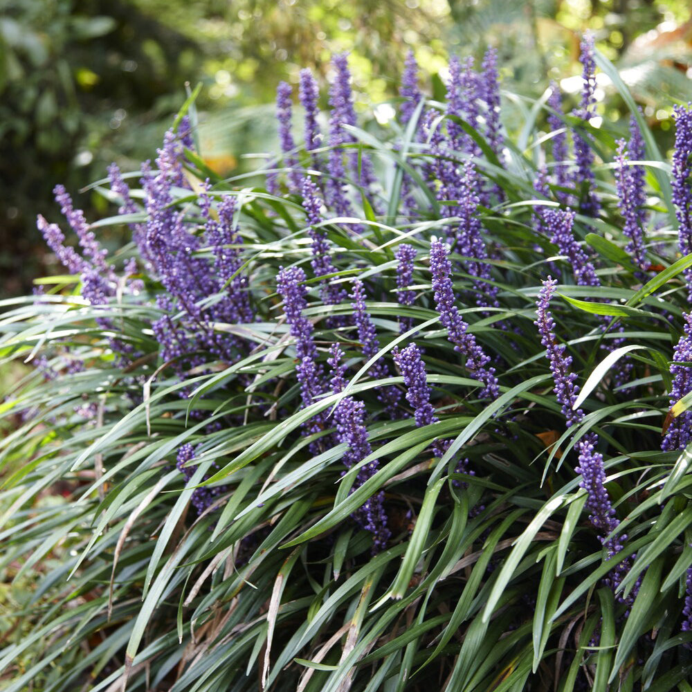Bakker Ingwersen liriope muscari pot Ø 9cm violet