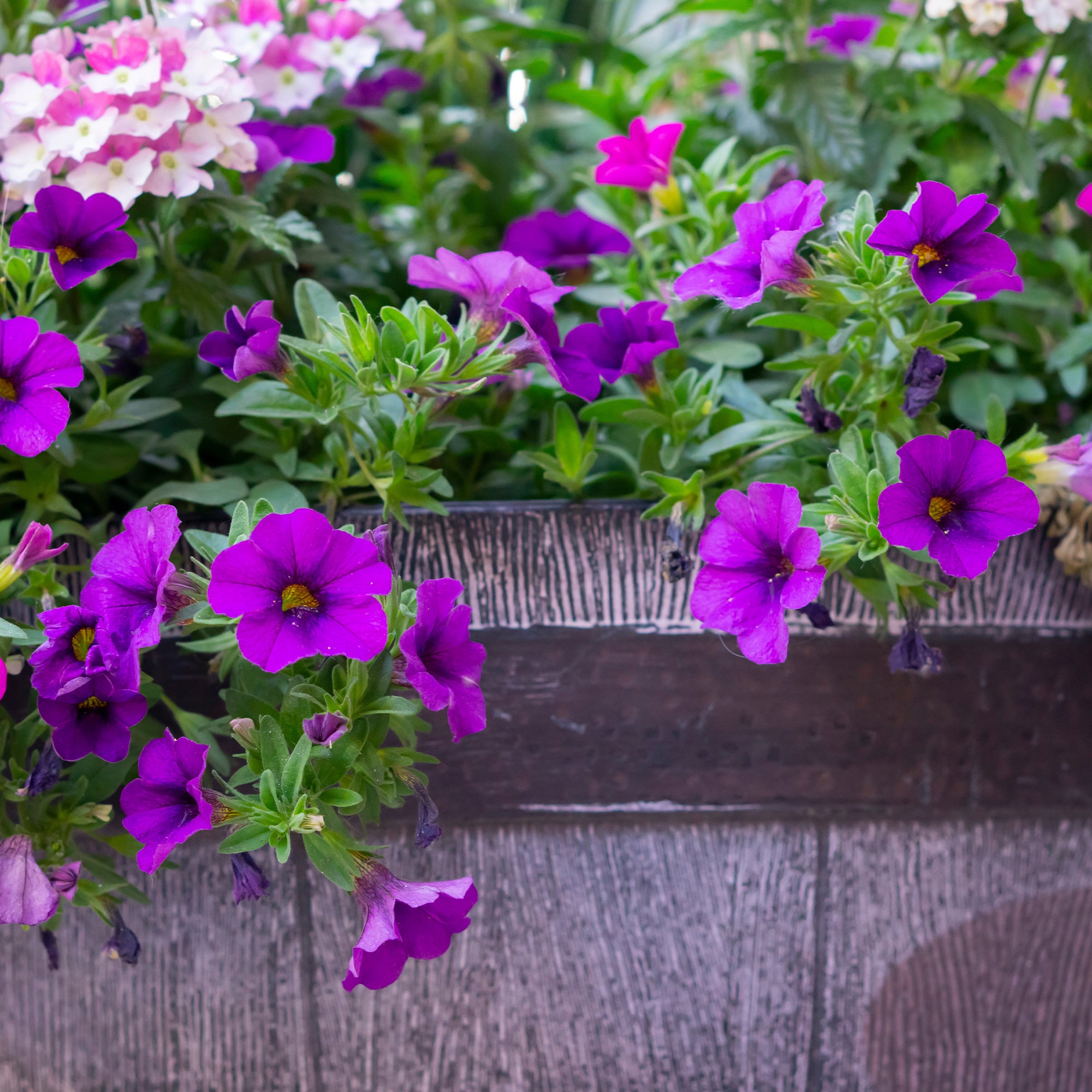 Bakker Surfinia violette pétunia retombant pot Ø10,5cm cascade