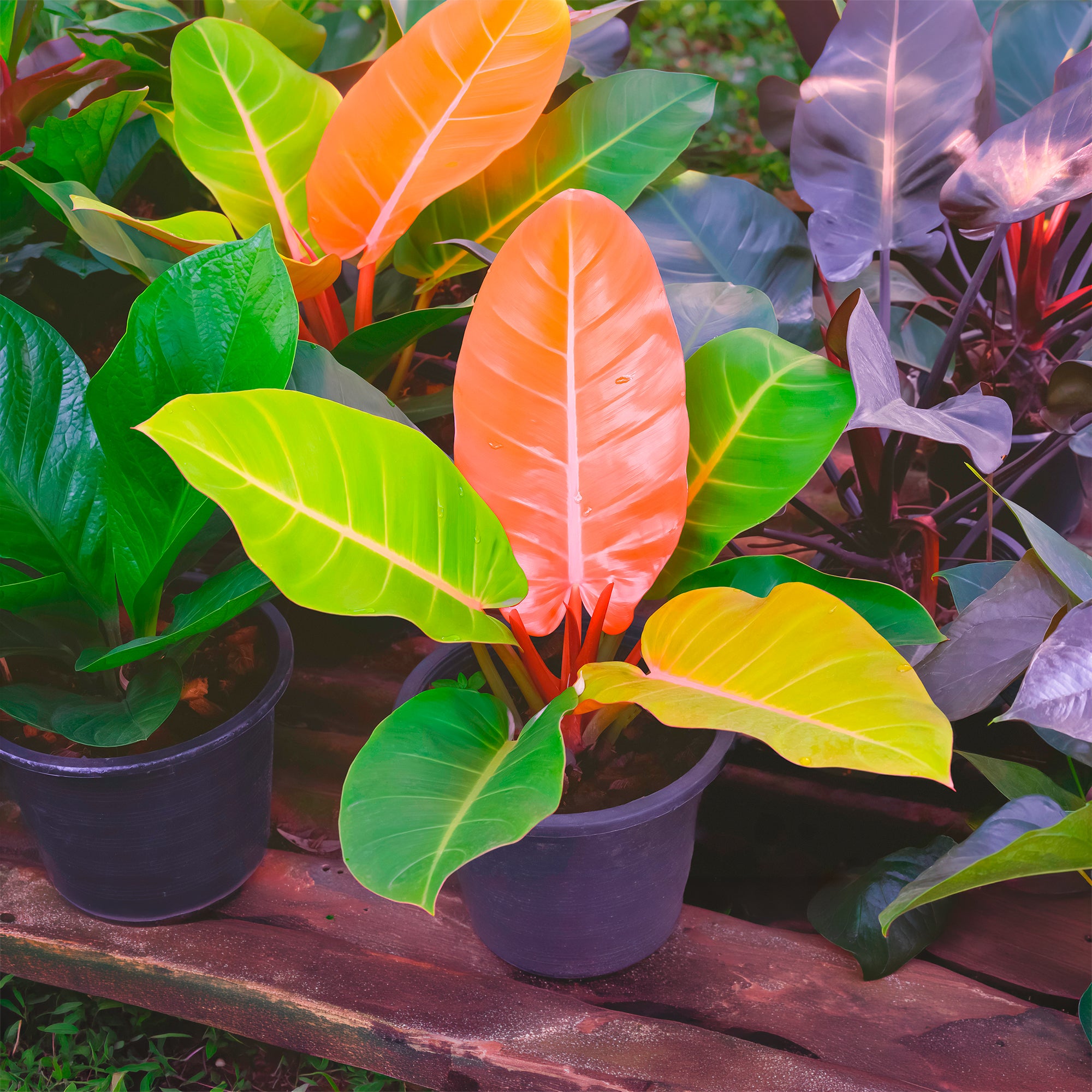 Bakker Prince of Orange philodendron d'intérieur pot Ø12cm orange