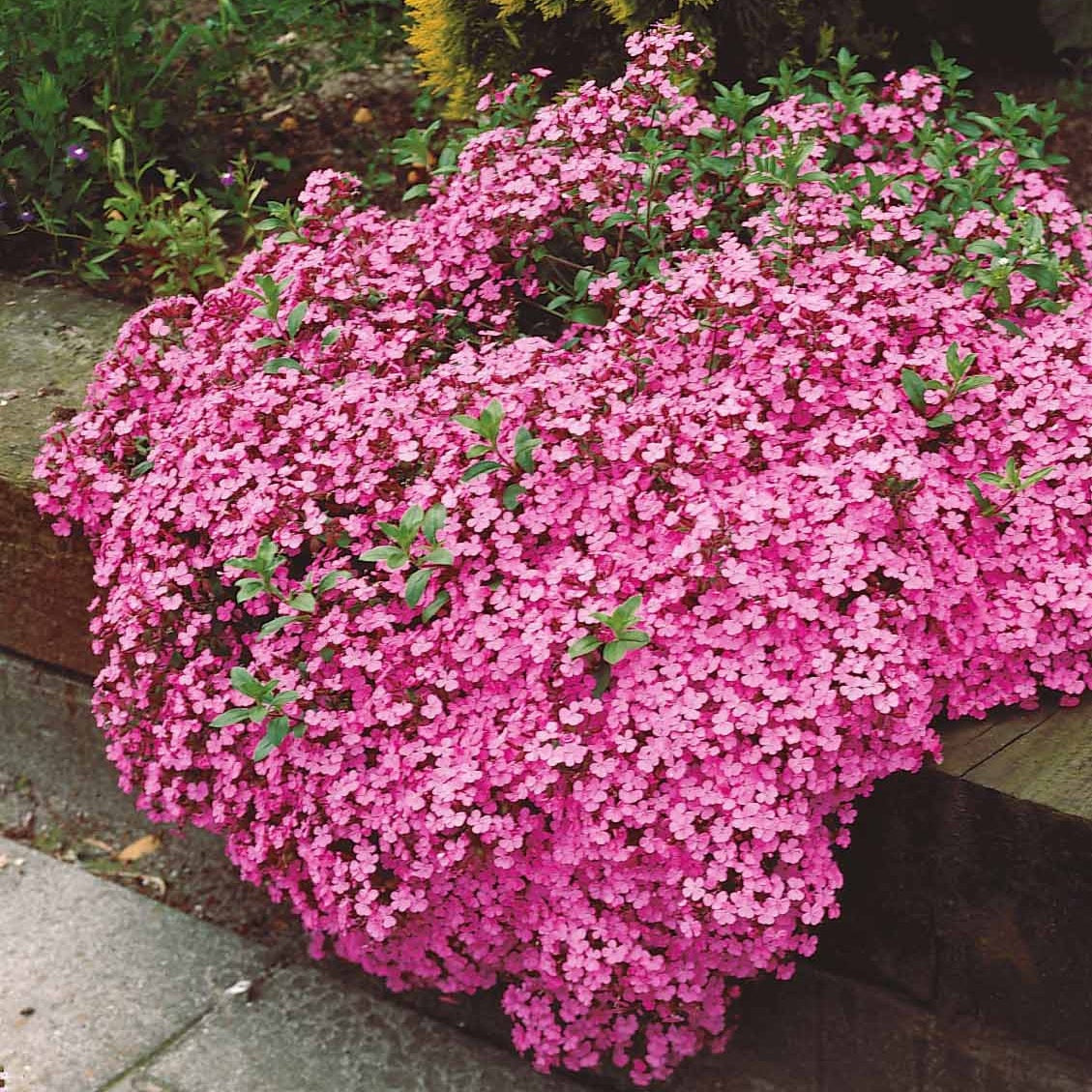 Bakker Saponaires ocymoides vivace paquet 5 racines nues roses