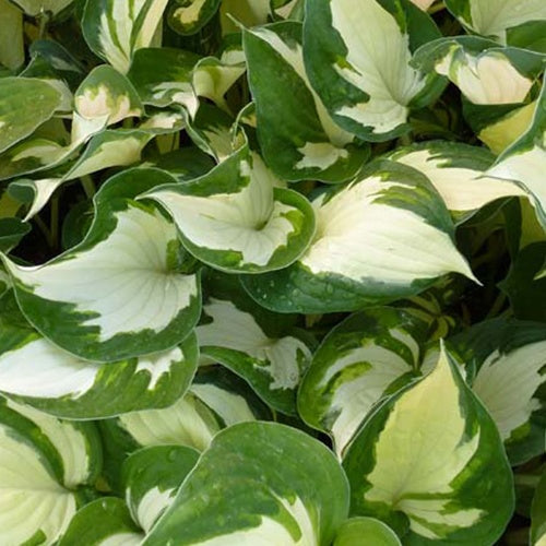 Bakker Hosta Reversed plante vivace pot 9cm ombre