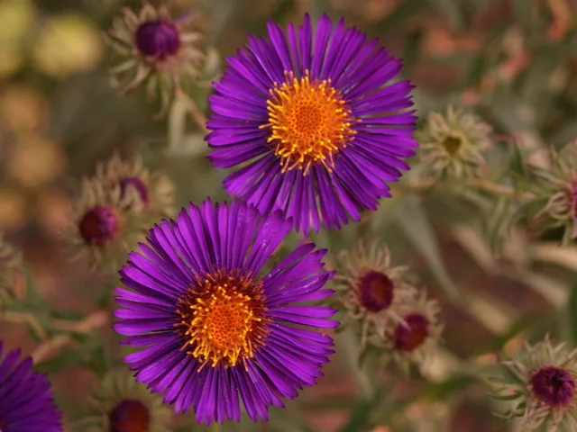 Passion Vivaces Aster novae-angliae Violetta vivace godet violet soutenu
