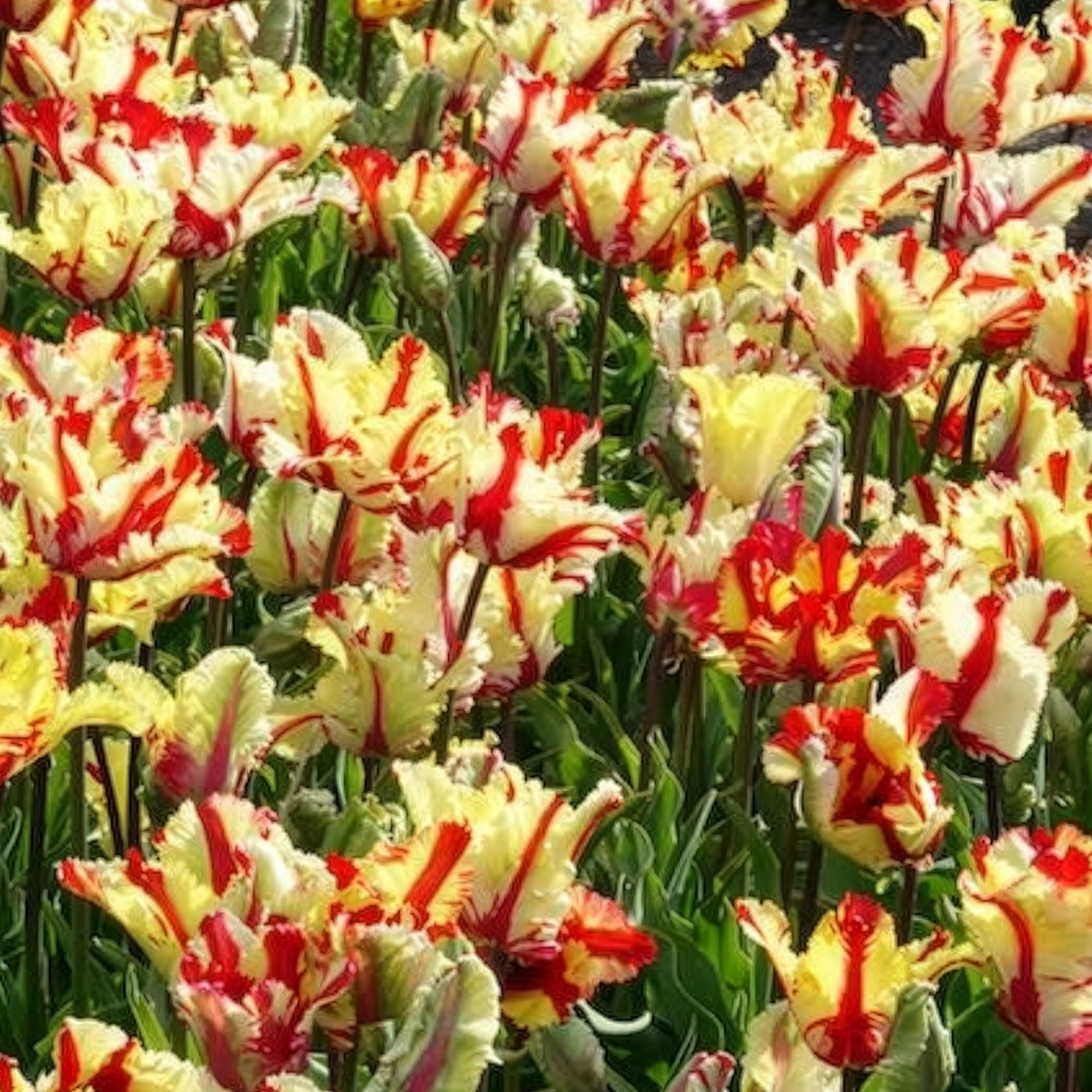 Bakker Flaming Parrot tulipe perroquet 7 bulbes rouge jaune
