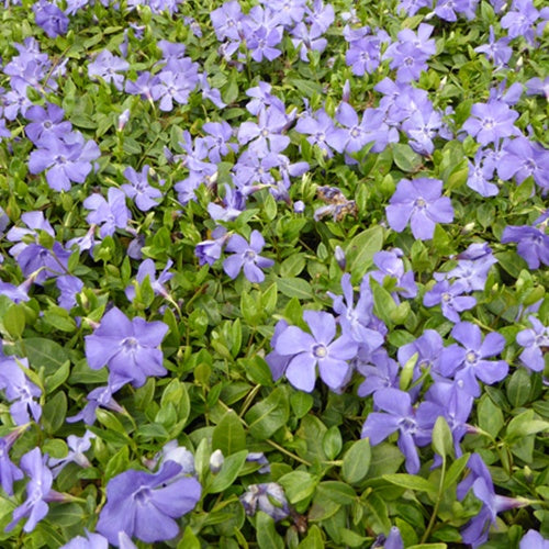 Bakker Petite pervenche Anna plante vivace 3 pots Ø 9cm fleurs bleues