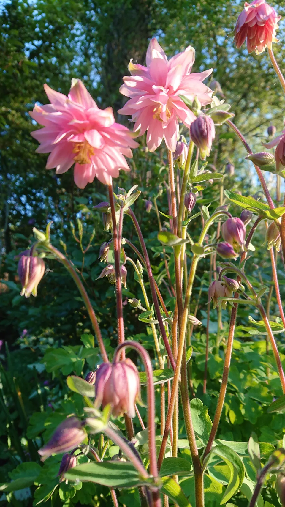Passion Vivaces Aquilegia Rose Barlow ancolie godet fleur double rose