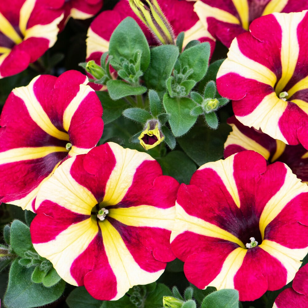 Bakker Pétunias Amore Reine des cœurs 3 pots fleur bicolore