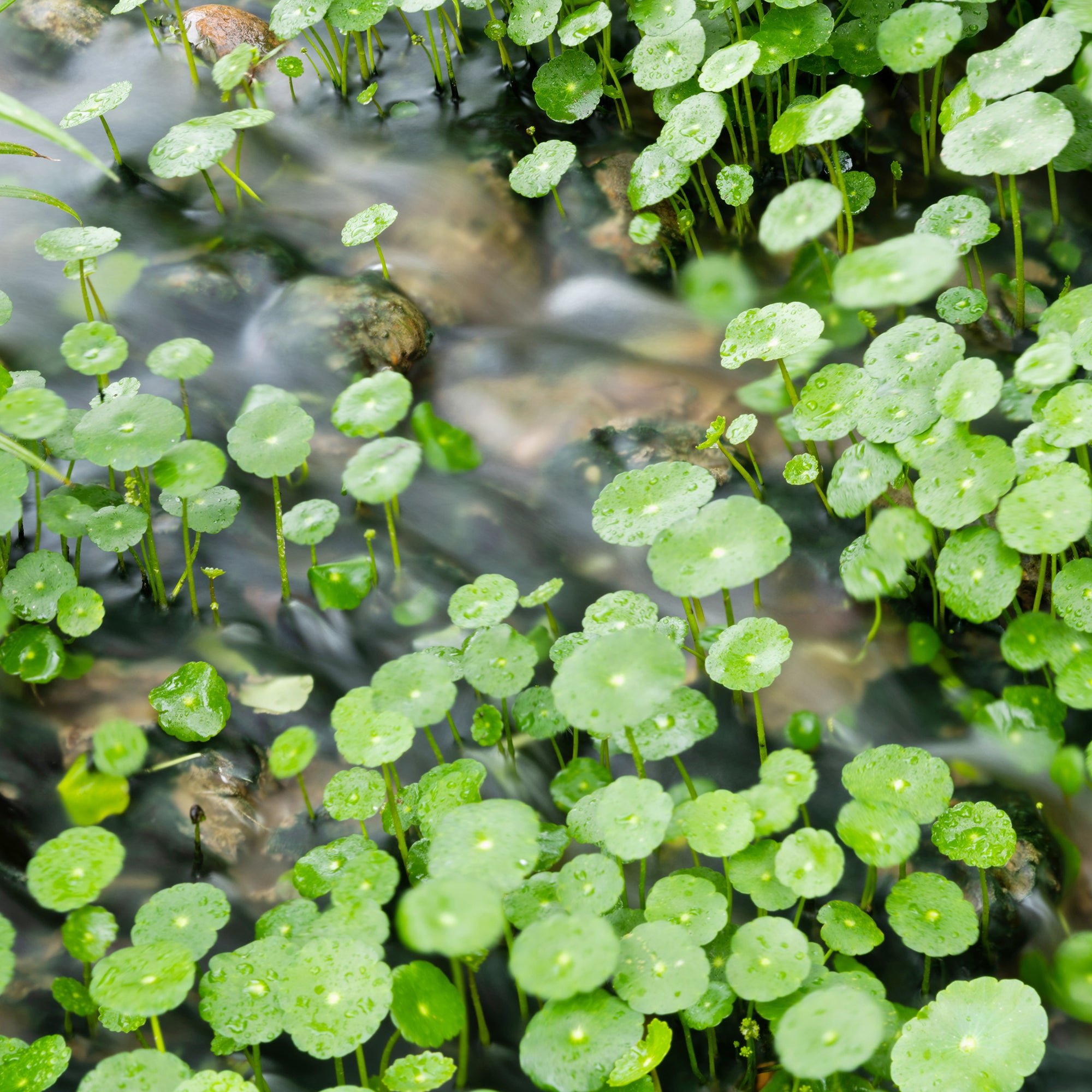 Bakker Extérieur Écuelle d'eau Herbe patagons pot 9cm